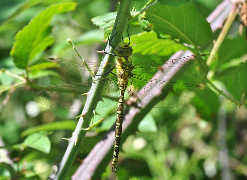 Tutte Aeshna cyanea